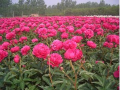 芍药苗 芍药苗 观赏芍药 切花 芍药苗 河北芍药基地图1