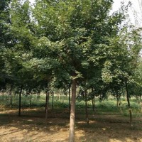 五角枫价格 大量供应五角枫  济宁五角枫基地 五角枫大树