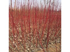 红瑞木 红瑞木价格 红瑞木基地 红瑞木50公分现货批发图1