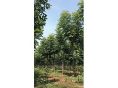 栾树 黄山栾 8-10公分栾树 供应黄山栾树 河南栾树基地图1