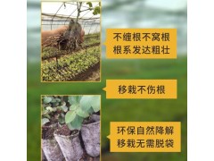 育苗盆美植袋 加厚美植袋 加厚无纺布美植袋 规格齐全图1