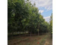栾树图1