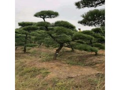 北京出售平顶造型松平顶松 苗木树苗树形饱满保成活图1
