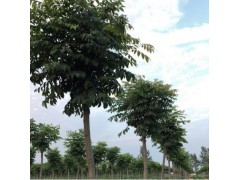 栾树 黄山栾 8-10公分栾树 供应14公分黄山栾树 栾树图2