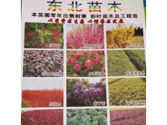 红王子锦带 红王子锦带价格 红王子锦带基地 批发红王子图1