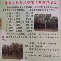 5-22公分榉树7000棵现货供应 榉树工程苗大树 淮安榉树