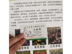 黄花鸢尾栽培 黄花鸢尾花坛 鄢陵鸢尾 鸢尾批发 河南鸢尾基地图2