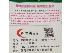 11公分北美海棠价格 种植基地 河南鄢陵种植 北美海棠基地图2