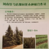 大型苗木绿化基地批发蜀桧 常绿松柏 蜀桧价格优惠 蜀桧基地