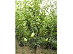 木瓜 4-6公分 1000棵 徐州木瓜基地 木瓜树培育基地图1
