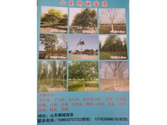 金叶榆小苗 金叶榆杯苗 金叶榆小苗批发基地 聊城金叶榆图1