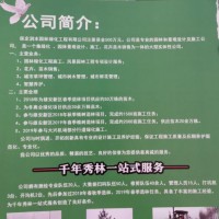 白蜡小苗价格 白蜡成活率高 基地出售5公分速生白蜡