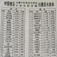 苗圃直销品种冬枣树苗 新疆沙枣枣树苗 呼图壁枣树苗产量