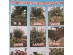 榉树 15公分榉树价格 红榉价格 行道榉树供应图1