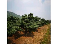专业种植原生五针松 造型五针松 20五针松 20五针松价格图1