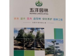 专业种植原生五针松 造型五针松 20五针松 20五针松价格图2