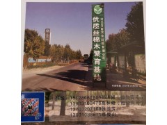 供应丝棉木 河北丝棉木14公分以上 6-10公分丝棉木基地图1