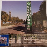 丝棉木