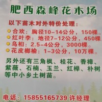 花皮榔榆1-3公分10万棵现货供应，花皮榔榆种植基地