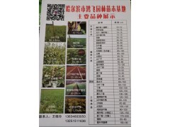 榆叶梅苗 5公分榆叶梅苗批发 基地现挖现卖榆叶梅 榆叶梅基地图1
