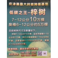 7-12公分梓树10万棵现货供应，河北梓树基地 梓树基地