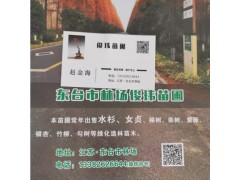 竹柳基地3-8公分10万棵有售专业竹柳种植基地 竹柳基地图1