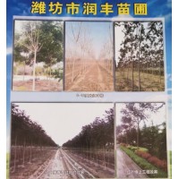 红叶椿批发价格 山东红叶椿基地 潍坊苗木 潍坊红叶椿基地