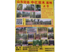 丝棉木嫁接胶东卫矛5000棵，米径5-7公分，1.2米嫁接点图1