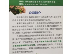 楸树苗,五公分精品楸树型优价美图1