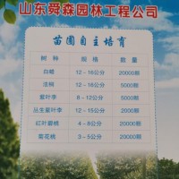 专供12-16公分白蜡 20000棵 白蜡现货供应 白蜡基地