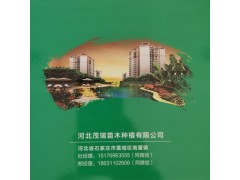 供应五角枫  绿化丛生五角枫 优质丛生五角枫 河北五角枫图2