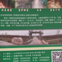 北美海棠