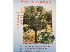 批发各种规格木瓜树，10公分木瓜树价格，12公分木瓜树价格图1