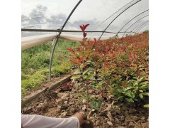红叶石楠价格 红叶石楠小苗基地 江苏红叶石楠 红叶石楠球基地图1