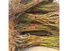基地出售冬雪王桃树苗 冬雪蜜桃树苗 金秋红蜜桃树苗 晚熟桃树图2
