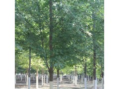 供应优质美国红枫报价 江苏红枫 美国红枫产地 美国红枫价格表图1