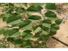 邳州紫椴苗现货供应 紫椴苗圃地直销 椴树苗 小叶椴树苗价格表图2