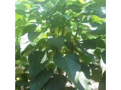 速生楸树图2