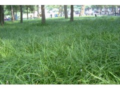 产地直销_多规格园林绿化丹麦草_山麦冬_地被植物｜常绿沿阶草图2