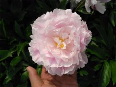 菏泽芍药价格 种植时间芍药种苗批发 芍药适应环境 山东芍药苗图3