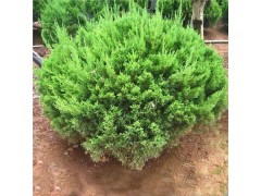 龙柏球 , 急售大量现货龙柏球工程苗 , 供应小龙柏球工程苗 , 专业小龙柏球批发图2