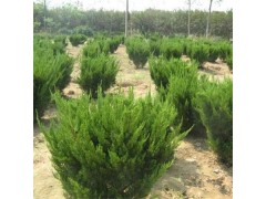 龙柏球 , 急售大量现货龙柏球工程苗 , 供应小龙柏球工程苗 , 专业小龙柏球批发图3