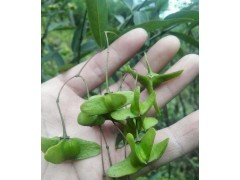 河北金丝吊蝴蝶 高端苗木金丝吊蝴蝶批发 苗木新秀观果树种图2