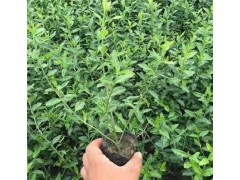 小叶扶芳藤价格 出售小叶扶芳藤 大叶扶芳藤 扶芳藤小苗图1