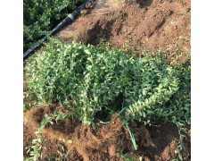 小叶扶芳藤价格 出售小叶扶芳藤 大叶扶芳藤 扶芳藤小苗图2
