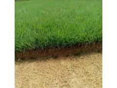 销售结缕草批发 江苏结缕草基地 淮安结缕草价格 结缕草铺设图1