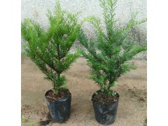 红豆杉苗 红豆杉小苗 红豆杉大苗 东北红豆杉 红豆杉小苗批发 东北红豆杉小苗繁育基地图2