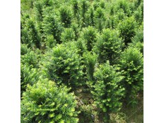 红豆杉苗 红豆杉小苗 红豆杉大苗 东北红豆杉 红豆杉小苗批发 东北红豆杉小苗繁育基地图3