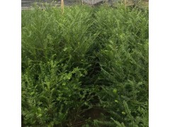 红豆杉小苗 东北红豆杉种植繁育基地 出售优质红豆杉小苗图1