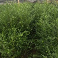 红豆杉小苗 东北红豆杉种植繁育基地 出售优质红豆杉小苗